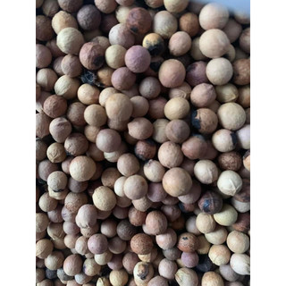 50gram hạt giống cây đàn hương