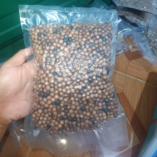 50gram hạt giống cây đàn hương