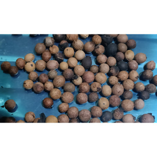 100gram hạt giống cây đàn hương