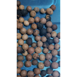 100gram hạt giống cây đàn hương
