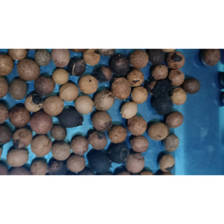 50gram hạt giống cây đàn hương