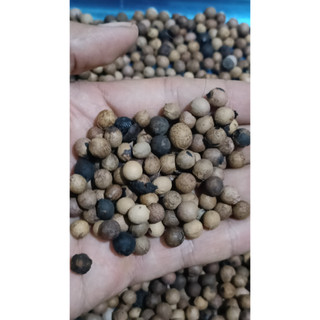 50gram hạt giống cây đàn hương