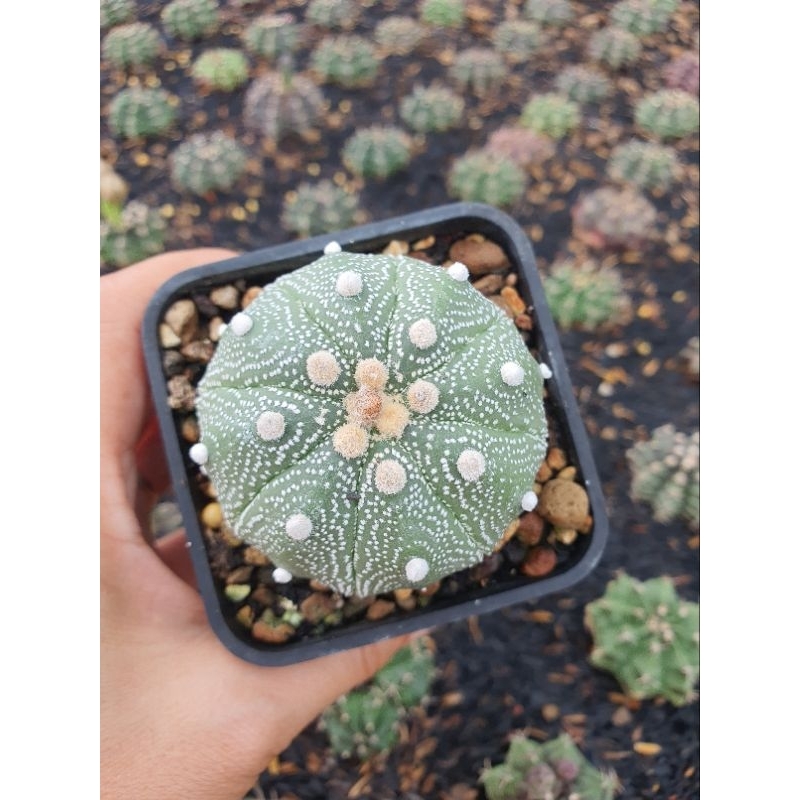 Aster gieo hạt. Size 5-6 cm