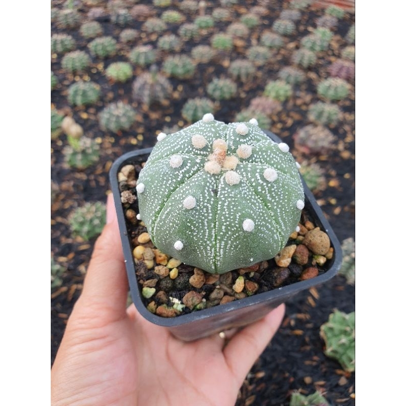 Aster gieo hạt. Size 5-6 cm