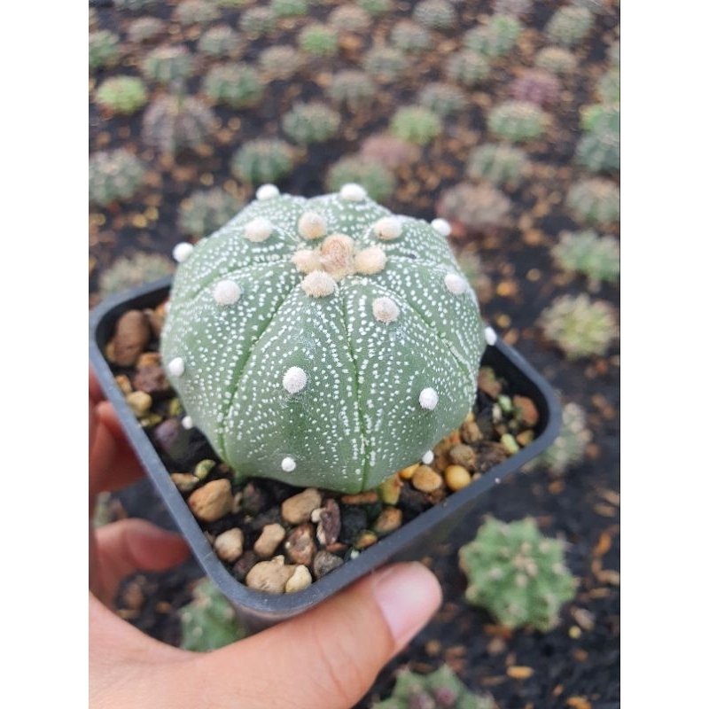 Aster gieo hạt. Size 5-6 cm