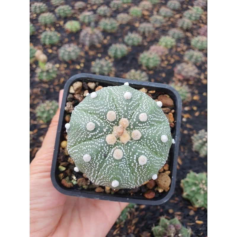 Aster gieo hạt. Size 5-6 cm