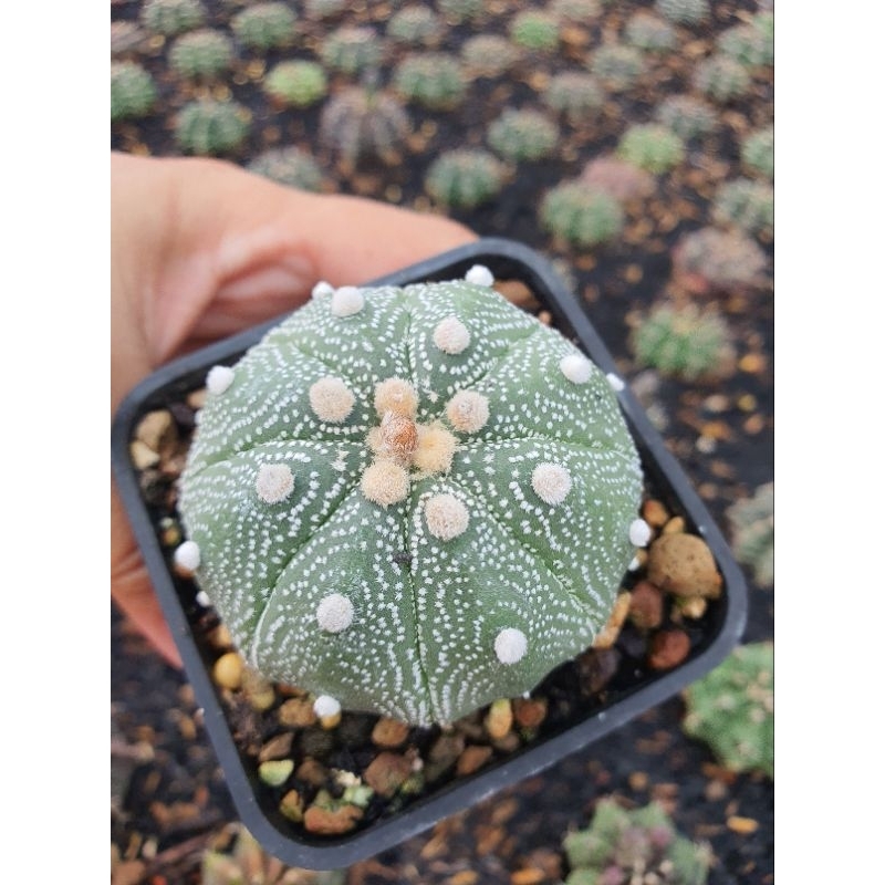 Aster gieo hạt. Size 5-6 cm