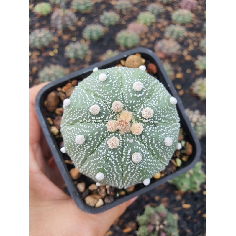 Aster gieo hạt. Size 5-6 cm