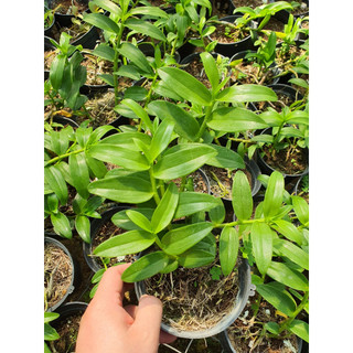 PHI ĐIỆP PHILIPIN CÂY GIỐNG 1 NĂM.