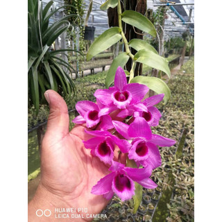 PHI ĐIỆP PHILIPIN CÂY GIỐNG 1 NĂM.