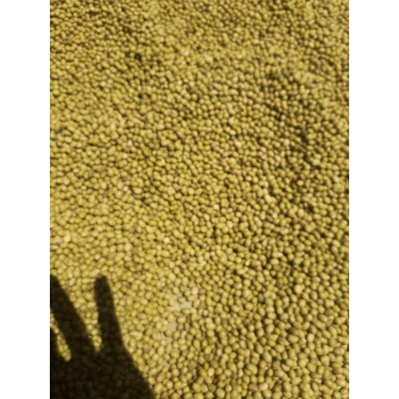 Đậu nành vỏ xanh thuần chủng / Đỗ tương xanh Cao Bằng 1kg- gieo trồng tự nhiên trên rẫy