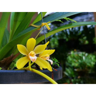 Kiếm Hoàng Long chậu  to trưởng thành sắp hoa