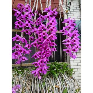 Giả hạc philippin