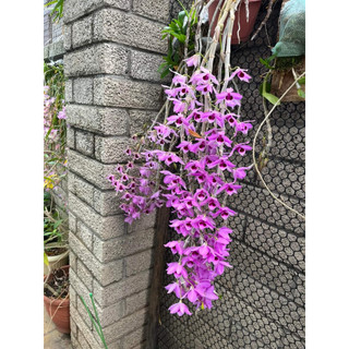 Giả hạc philippin