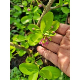 Cây 🌲 Sari thái đang trái 1m2