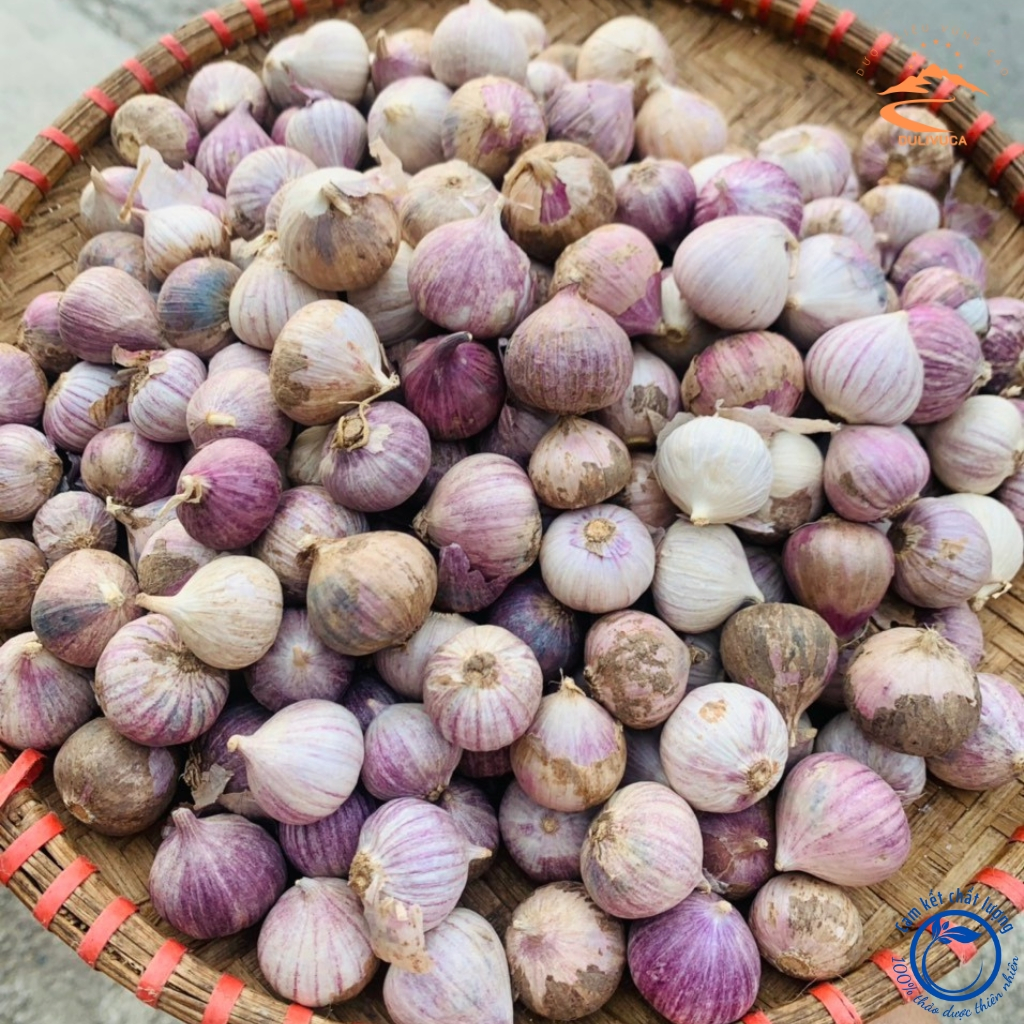 Tỏi cô đơn, tỏi 1 nhánh Phù Yên - Sơn La loại 1. Đặc sản tỏi cô đơn một nhánh tỏi đen lý sơn phan rang hải dương sơn la