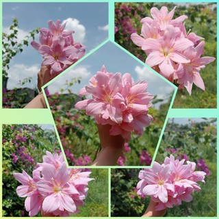 Huệ mưa hồng khủng - củ mẹ size hoa