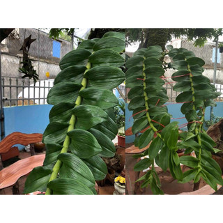 Phi Điệp Lá Mít