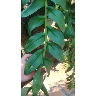 Phi Điệp Lá Mít