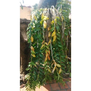 Phi Điệp Lá Mít