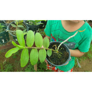 Phi Điệp Lá Mít
