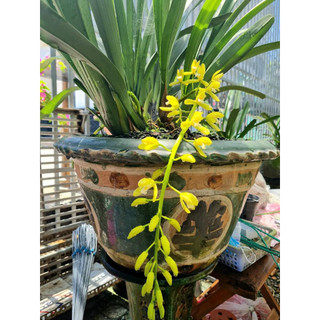 Lan  KIẾM  Xanh Huế  (Chậu 12 cm )