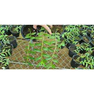 PHI ĐIỆP RỒNG LỬA