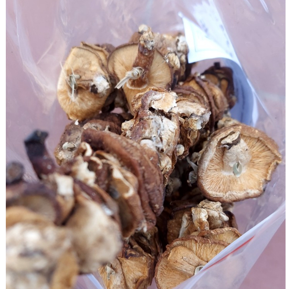 Nấm Hương Rừng Sapa, Đặc Sản Tây Bắc Chuẩn Ngon Giàu Dinh Dưỡng