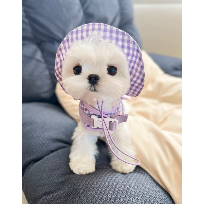 Set yếm dắt + mũ chó mèo đi dạo gấu Teddy dễ thương ✨