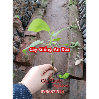 Cây giống an xoa