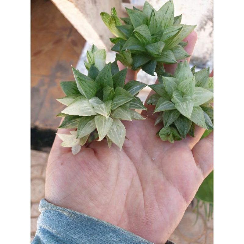 Cây Haworthia Rock Sugar size 4-5 (hiếm)