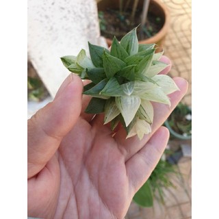 Cây Haworthia Rock Sugar size 4-5 (hiếm)