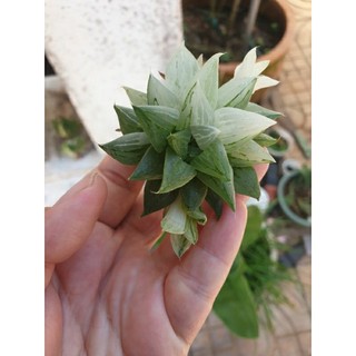Cây Haworthia Rock Sugar size 4-5 (hiếm)