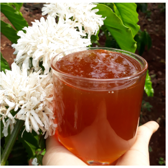 1 Lít  mật ong rừng hoa cà phê nguyên chất - chai trơn dành cho khách mua sỉ
