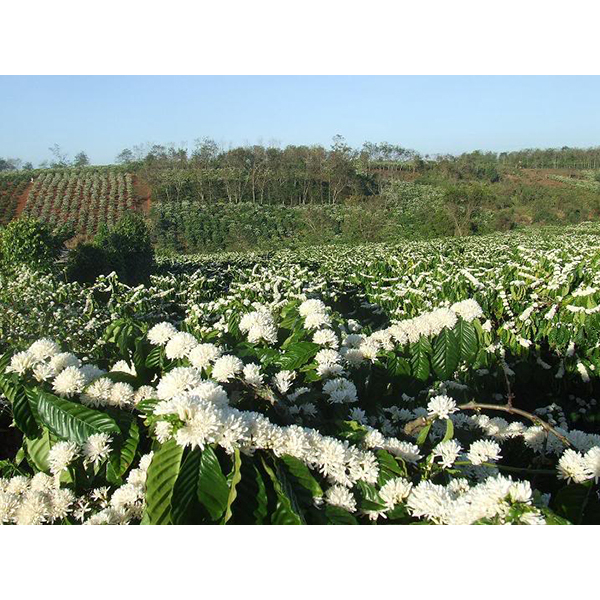 1 Lít  mật ong rừng hoa cà phê nguyên chất - chai trơn dành cho khách mua sỉ