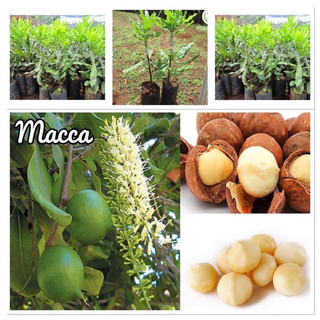 Cây giống macca ghép nhanh có quả, cây cao 80cm-1m, cây giống chuẩn