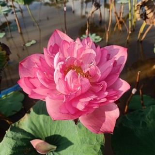 Củ sen Red Storm