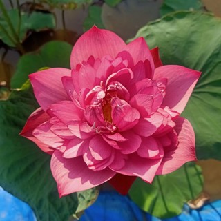 Củ sen Red Storm
