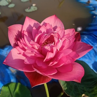 Củ sen Red Storm