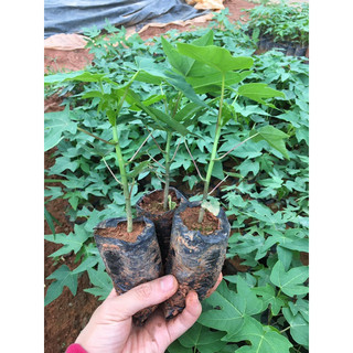 Cây giống hoa đu đủ đực lùn siêu hoa cây khoẻ