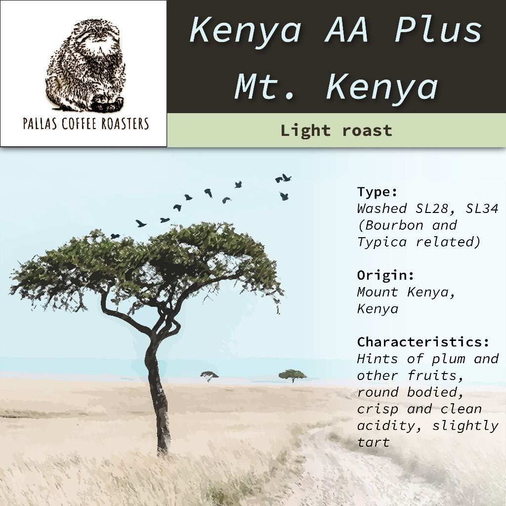 Cà phê rang nhẹ: Kenya Mt. Kenya AA Plus / Light roasted coffee: Kenya Mt. Kenya AA Plus