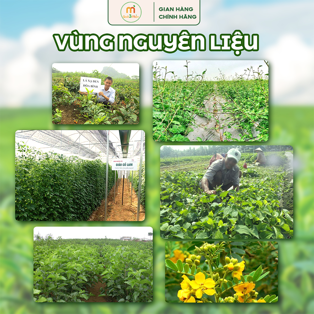 Trà Giảo Cổ Lam Lá Sen hộp 60 túi lọc thương hiệu Quà 3 Miền