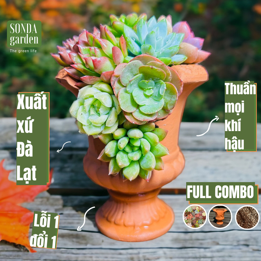Sen đá mini trồng chậu cúp lá xẻ SONDA GARDEN, cây cảnh trang trí nhà cửa, lỗi 1 đổi 1