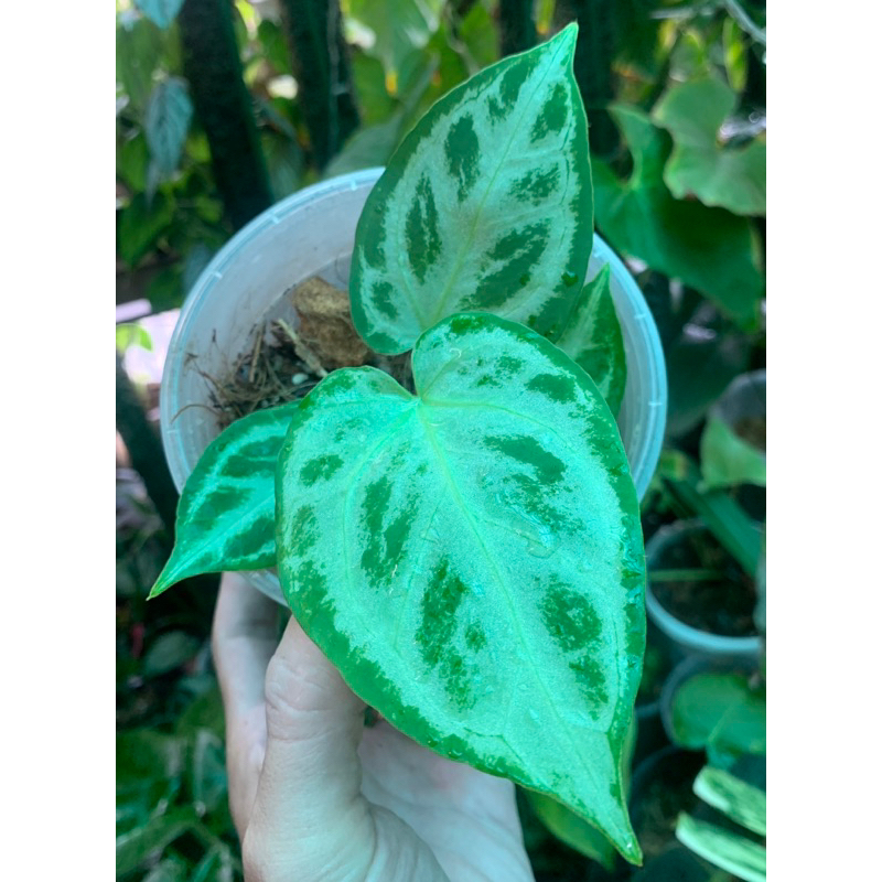 Kiểng lá Anthurium silver blush