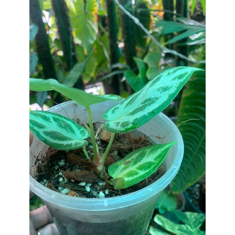 Kiểng lá Anthurium silver blush