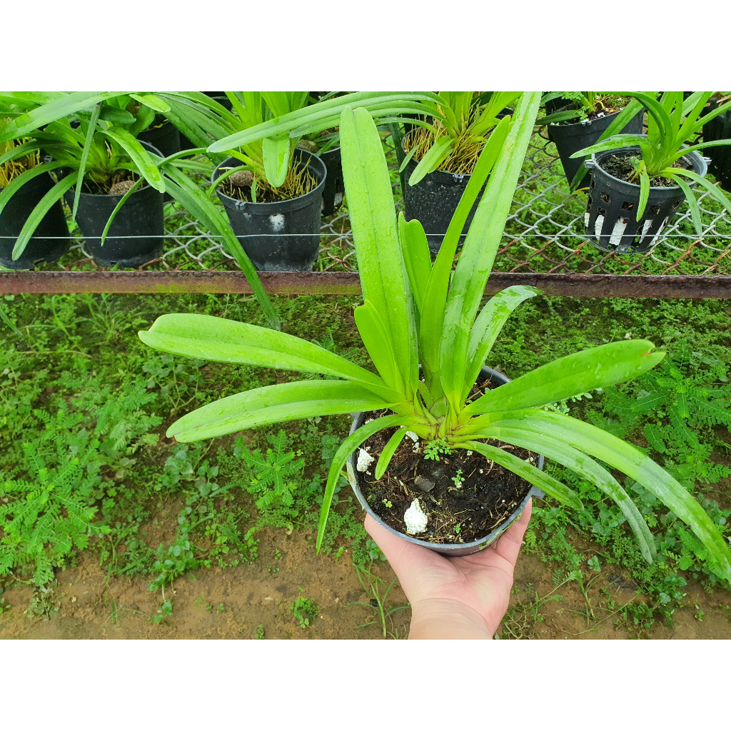 HOA LAN  Kiếm Phan Trí GIỐNG Năm 3