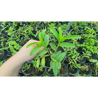 Hoa Lan  Phi Điệp  Tím Hoa  Thơm