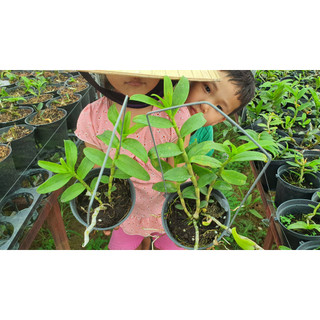 Hoa Lan  Phi Điệp  Tím Hoa  Thơm