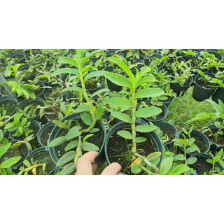 Hoa Lan  Phi Điệp  Tím Hoa  Thơm