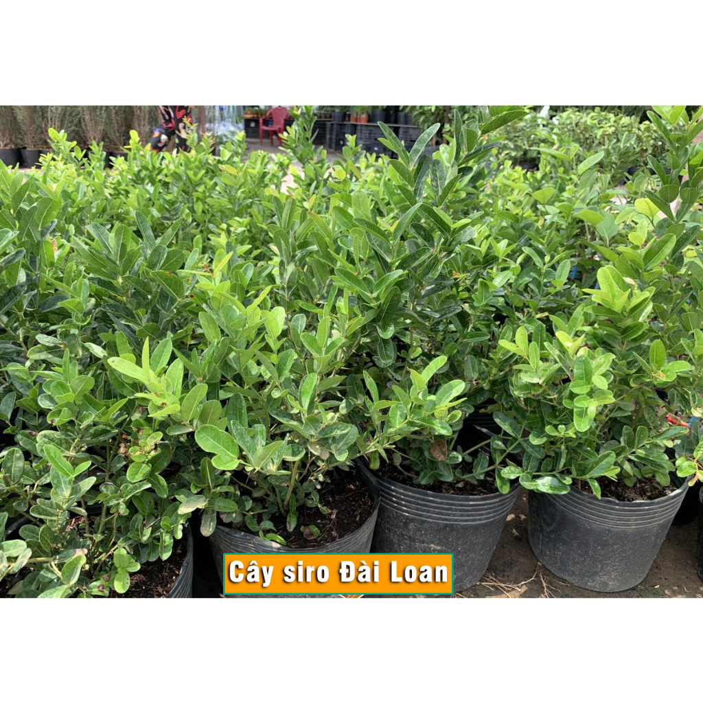 Cây giống Siro Đài Loan cao 40cm - 60cm trồng chậu cảnh và ban công cực đẹp dễ trồng & chăm sóc phù hợp khí hậu VN